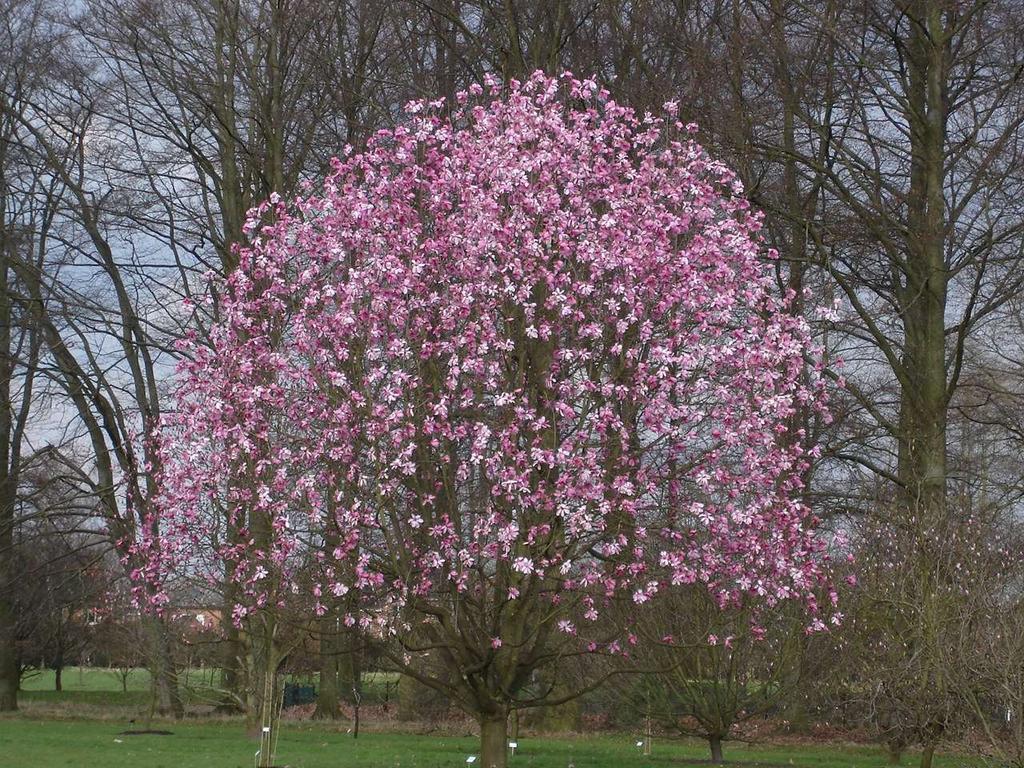 Magnolia 'Purple Breeze'