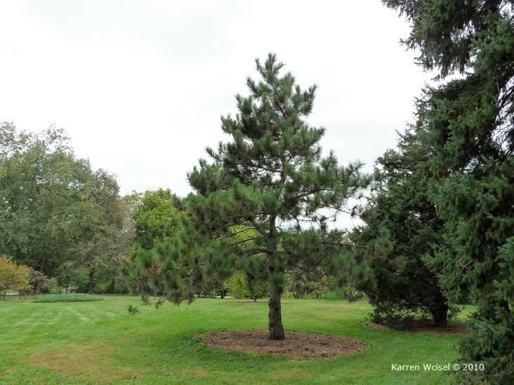 Plant Profiles: HORT 2242 Landscape Plants II Botanical Name: Pinus resinosa Common Name: red pine Family Name: Pinaceae pine family General Description: Pinus resinosa is a rugged pine capable of