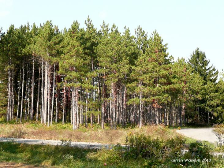 Whole plant/habit: Description: Pinus resinosa is often planted in groves to serve as a windbreak.