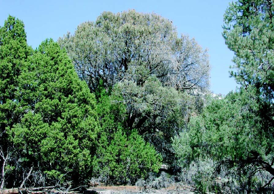 PINYON PINE Management Guidelines For Common Pests : 15 COMMON PESTS In Nevada, there are a number of insects and diseases of pinyon.