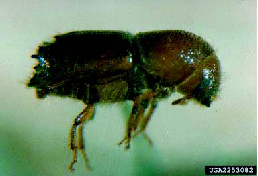 Pinyon Ips Beetle Ips confusus Indicators: If you notice a pinyon changing color from green to yellow and finally to a reddish-brown (Figure 5), it may be infested with the pinyon Ips beetle (Figure