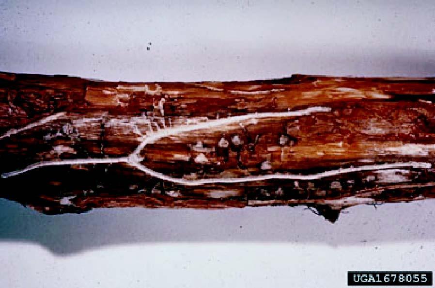 The eggs hatch into small white larvae that feed on the inner bark, and move out at right angles from the egg gallery.