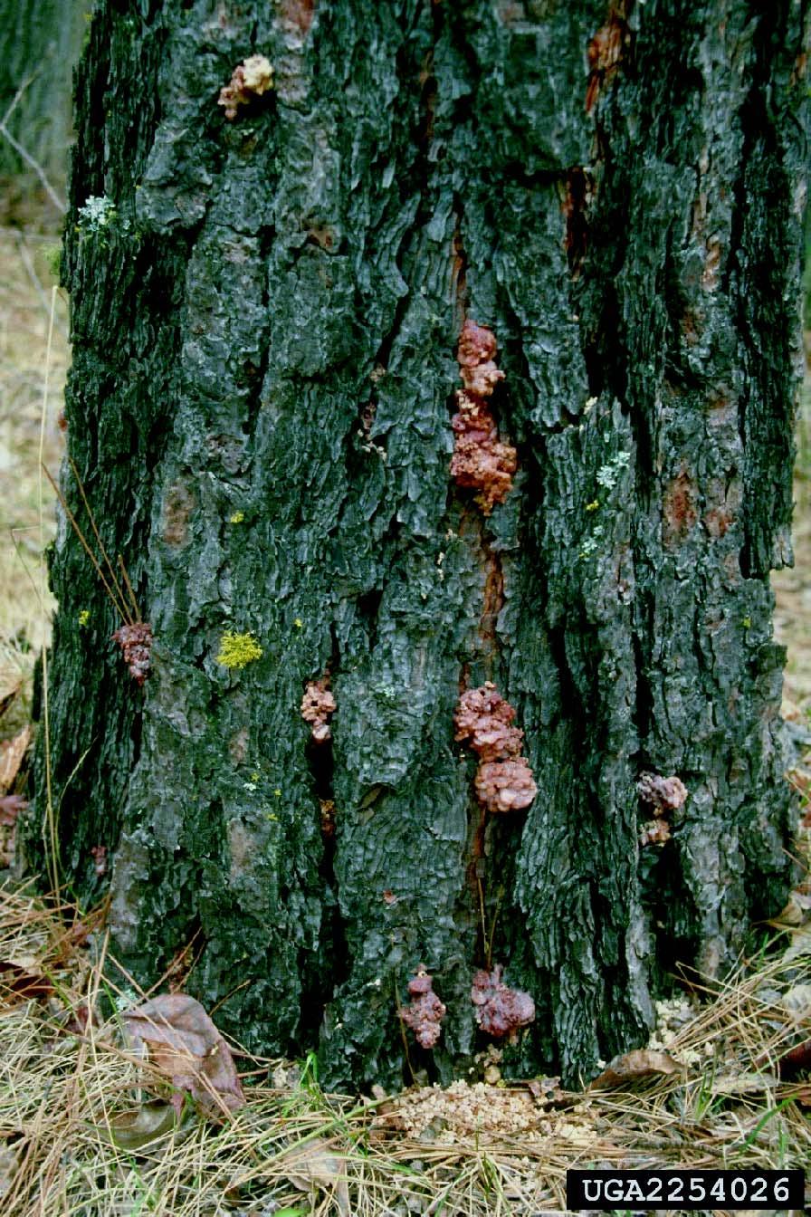PINYON PINE Management Guidelines For Common Pests : 17 The combination of larval feeding in the inner bark and the fungus may combine to eventually kill the tree.