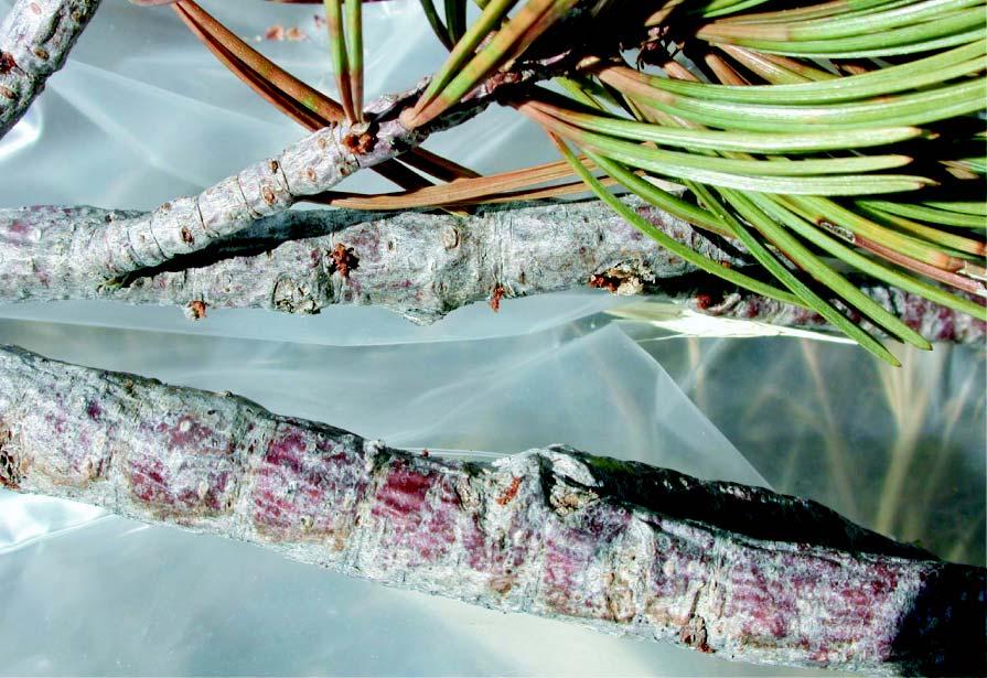 Figure 11. Twig beetle pitch tubes Description: Another bark beetle, the twig beetle, attacks twigs less than 0.5 inch in diameter and the terminal growth.