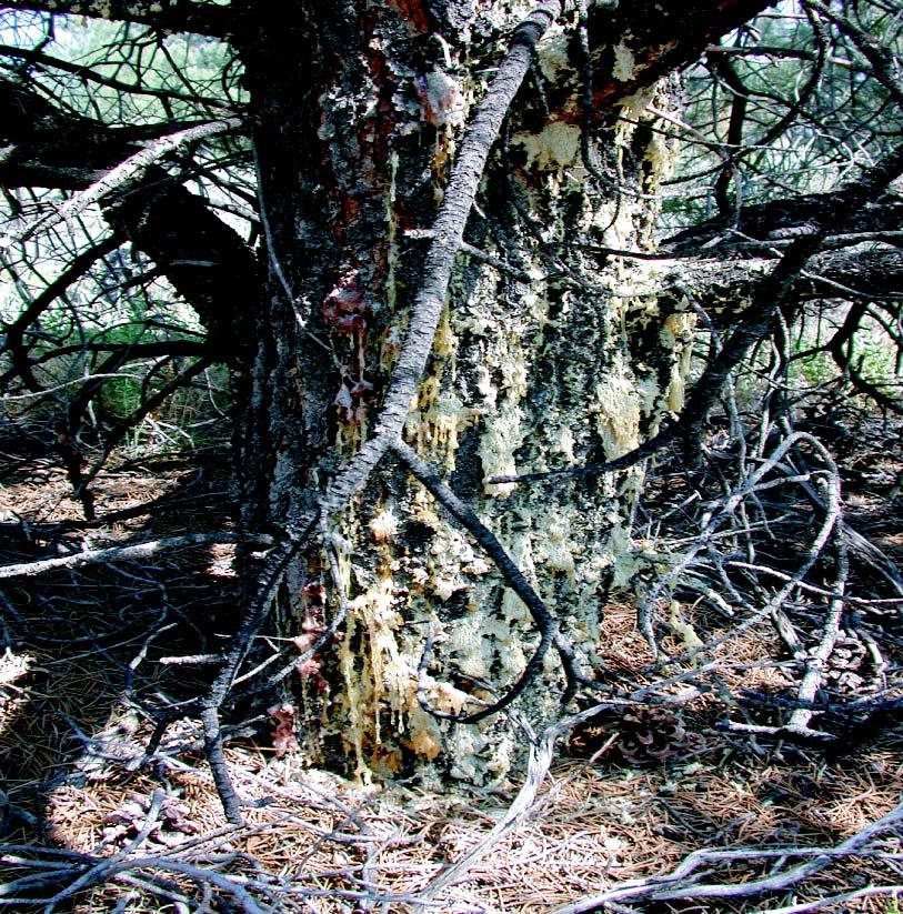 The tree produces large masses of pinkish-white pitch in response to the feeding (Figures 15 and 16). The injuries caused by these attacks weaken the host tree and kill individual branches.