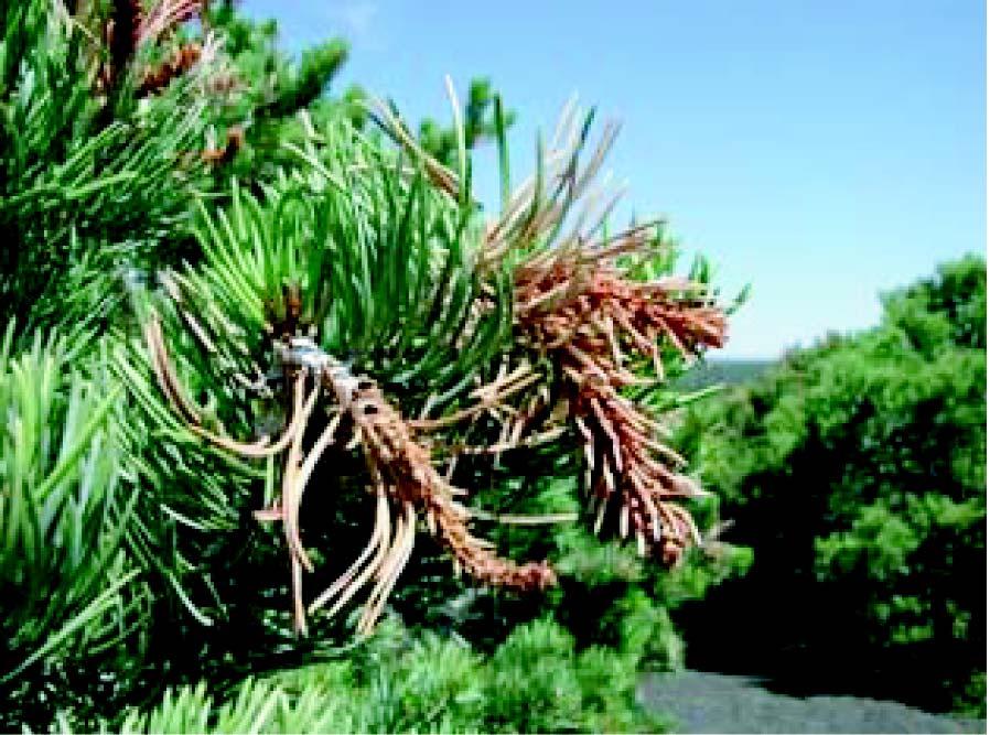 PINYON PINE Management Guidelines For Common Pests : 23 Pinyon Tip Moth Dioryctria albovitella Indicators: Larvae of this small, grayish moth feed in the branch tips of pinyon, killing new shoots and