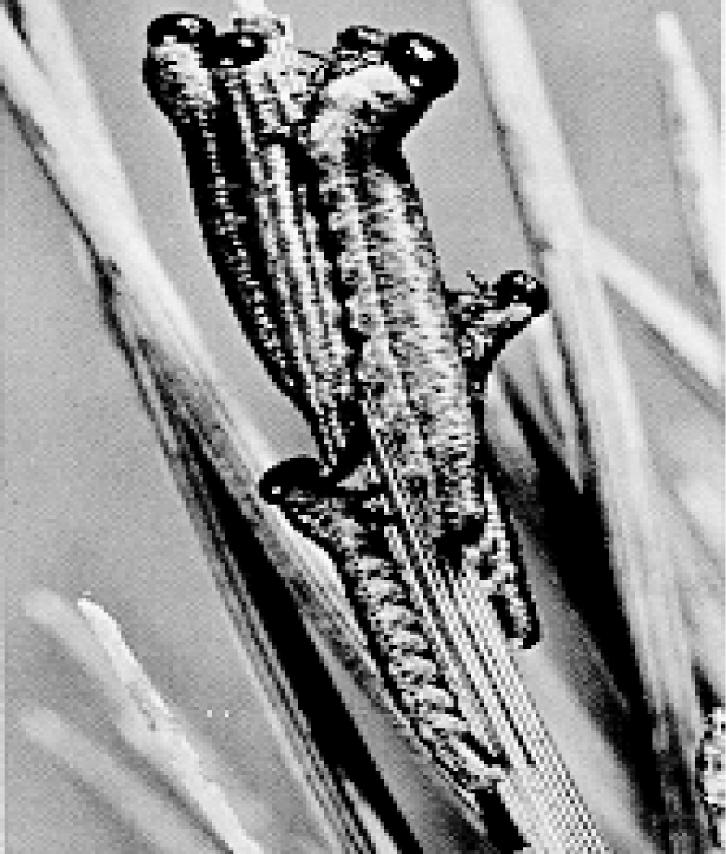 24 Pinyon Sawfly Neodiprion edulicolus Indicators: Sawfly larvae feed in colonies on the foliage of pinyon.