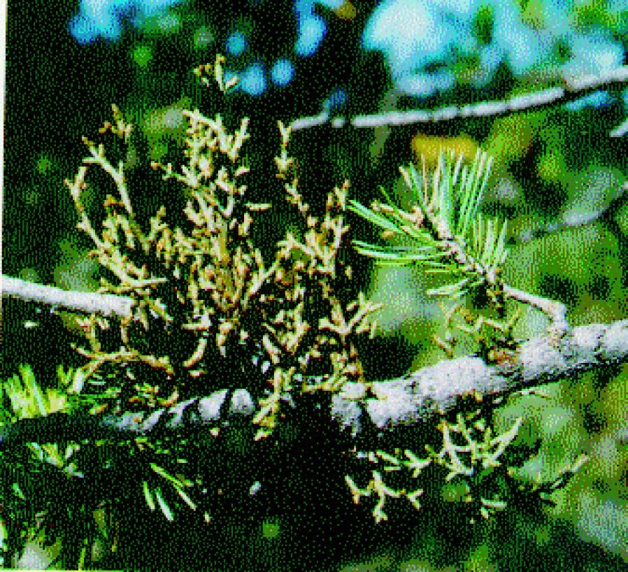 PINYON PINE Management Guidelines For Common Pests : 27 Pinyon Blister Rust Cronartium occidentale Indicators: Another rust disease, pinyon blister rust causes branch and trunk swellings.