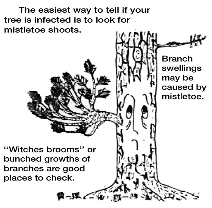 28 years with mistletoe infections. The disease slowly weakens trees, making them more susceptible to other pests like bark beetles.