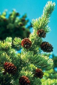 Seeds have a single, long and well-developed wing. Engelmann Spruce Picea engelmannii Elevation: 8,000 to 11,000 feet. Height: 45 to 130 feet.