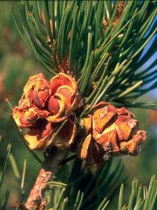 Fruit: Cones are yellow-brown, unique, short and squatty; 1 to 2 inches long. Each cone contains 10 to 20 large, edible, oily seeds.