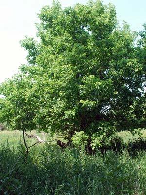 Bark: Light gray-brown with shallow fissures which develop into furrows. Leaves: Light green on top, paler on the bottom. 2 to 4 inches long; pinnately compound with 3 to 5 grouped leaflets.