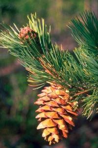 Fruit: Yellow-brown, egg-shaped cones; thick, rounded cone scales that end in a blunt point; seeds are large with a very short wing. Limber Pine Pinus flexilis Elevation: 5,000 12,000.