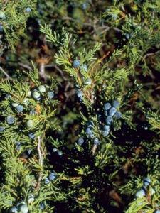 Fruit: Blue-gray berries; waxy and juicy; inch in diameter; typically two-seeded. Elevation: 5,000 to 9,000 feet. Height: 20 to 50 feet.