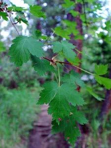 Rocky Mountain Maple Acer glabrum Elevation: 3,000 to 10,000 feet. Height: 20 to 30 feet. Habitat: Occurs in wetlands, stream banks, canyons and upland mountain slopes.