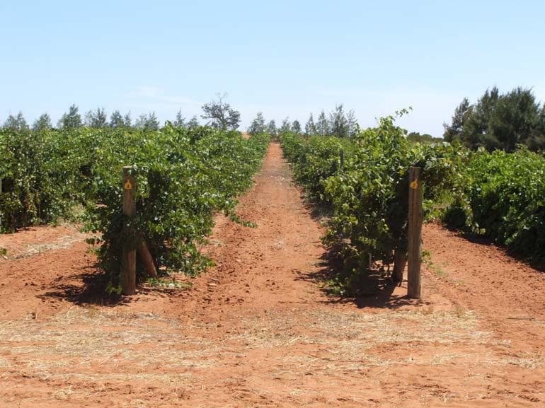 Four vines of each clone have been established at a spacing of 1.8m x 3.