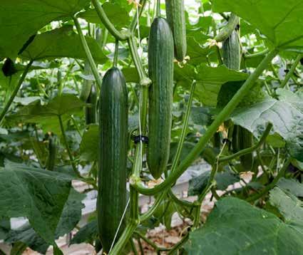 Long cucumber Hi Power Hi Power HiRevolution The incredible world of cucumbers Year round High