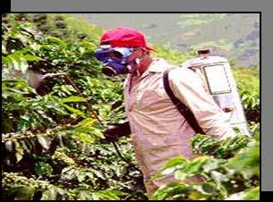 Criterion to make Decisions Under Colombian conditions. Economic Threshold damage: Parchment coffee with more that 5% damage (by CBB and others damages) affects the price of the coffee.