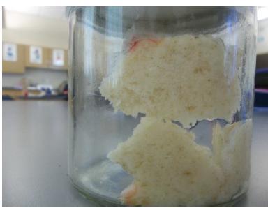 GROWING BREAD MOULD 6 Figure 2: Bread in a Jar after four days As the above photograph shows, the pinkish -red color indicates the presence of mould. The white part indicates the absence of mould.