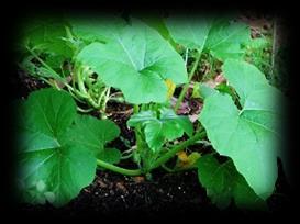 brassicicola - Alternaria black leaf spot * Phoma lingam (= Leptosphaeria maculans) - Black leg *Pseudomonas syringae pv. maculicola - Pepper spot *Xanthomonas campestris pv.