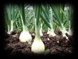 ONION (CHIVE, GARLIC, LEEK, ONION, SHALLOT) Seed Production: o Timing: About 50% in flower until green seed form, while plants are still green and vigorous.