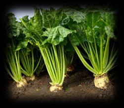 BEETS (BEET, MANGEL, SUGARBEET, SWISS CHARD) 1) First County Field Inspection: In spring when plants begin to bolt - walk every sixth row.
