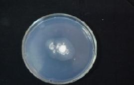 , 1(3): 163-167, 2009 Fungal growth assay: Colony diameter method employed by Kücüc and Kivan (2003) was used. Various concentrations of methylxanthine were mingled with melting prepared media.