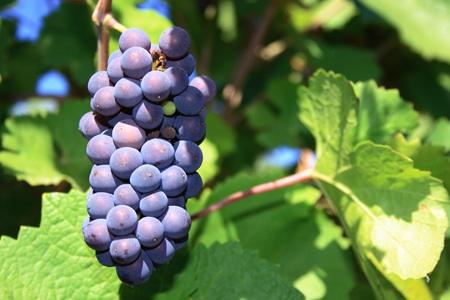 History of the Willamette Valley Wine