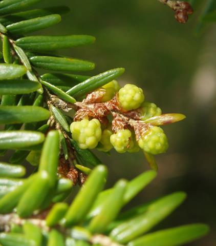 The deep shade that hemlock trees provide helps keep forest streams cool. Crossbill Eating Hemlock Seeds Tannic acid was harvested from Hemlock tree bark for tanning leather.