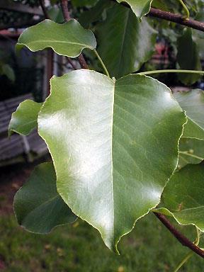 Callery Bradford Pear Pyrus calleryana Leaves have alternate arrangement. Leaves are simple.