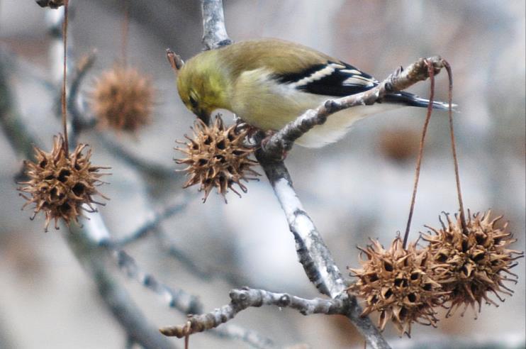 Young twigs can develop wings of corky bark. A large tree that can grow over 100 feet tall. Goldfinch eating seeds Wet woods, swamps, stream banks, old fields. Prefers sunny places.