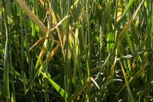 Triticale, and rice Host range ~150 species in the