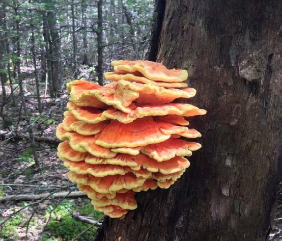 Laetiporus Sulphureus-Chicken of the Woods Parasitic. Found on dead and rotting wood Easily identified.