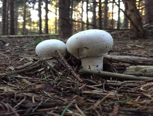 Agaricus Arvensis-Horse Mushroom Close relative to the cultivated button mushroom Distinguishing