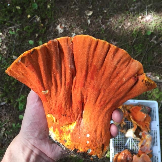 Mushroom Host mushroom