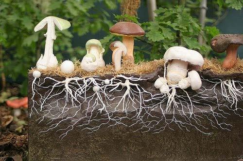 Mycelium Image