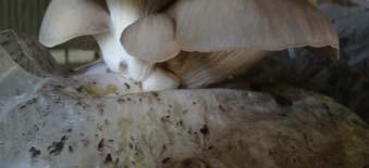 fresh weight of mushrooms per kilogram of dry weight of