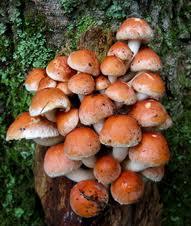 More Cultivated Edible Fungi Nameko Pholiota