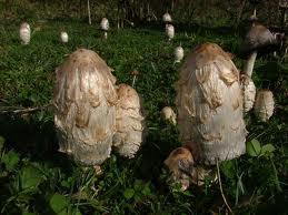More Cultivated Edible Fungi More