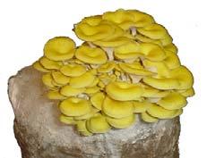Mushroom, Tamogitake.