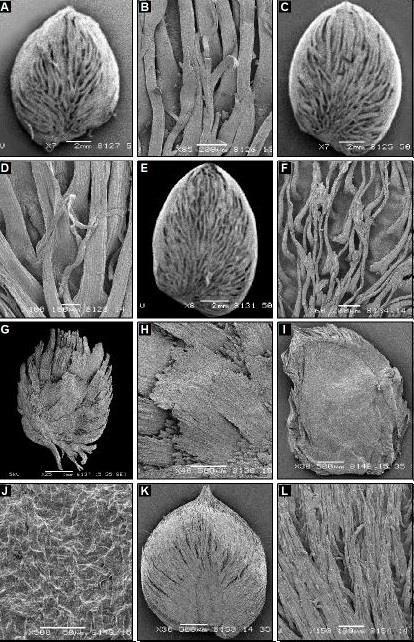 THE SEED ATLAS OF PAKISTAN-XVI. ACANTHACEAE 1837 Fig. 2. Scanning electron micrographs. Blepharis ciliaris: A, seed; B, surface. B. maderaspatensis: C, seed; D, surface. B. sindica: E, seed; F, surface.