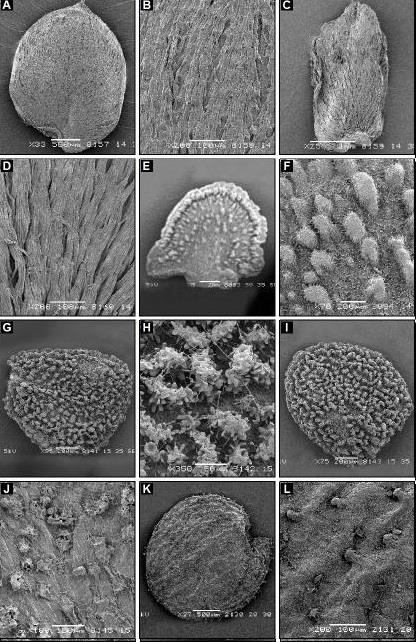 1838 AFSHEEN ATHER ET AL., Fig. 3. Scanning electron micrographs. Barleria hochstetterii: A, seed; B, surface. B. prionitis: C, seed; D, surface. Asystasia gangetia: E, seed; F, surface.