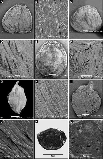 THE SEED ATLAS OF PAKISTAN-XVI. ACANTHACEAE 1839 Fig. 4. Scanning electron micrographs. Ruellia patula: A, seed; B, surface. R. sindica: C, seed; D, surface. R. tuberosa: E, seed; F, surface.