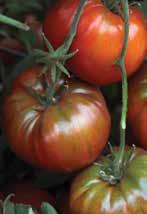 round red tomato for slicing, salads, or sauce. Productive and reliable in many conditions! AAS winner.