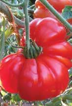 tomatoes have meaty, full-flavored, slightly tart flesh.