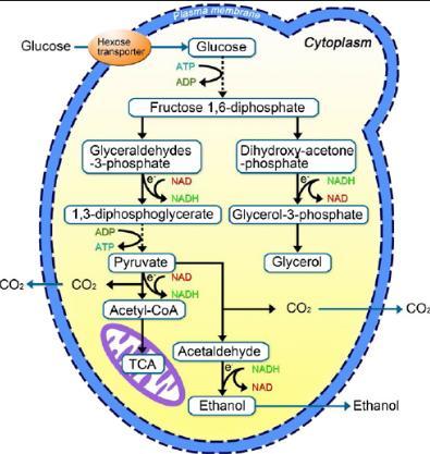 Glycerol S. CEREVISIAE- INFLUENCE ON MOUTHFEEL Non-volatile compound Contribution to mouthfeel Sweetness and fullness Sensory threshold of 5.