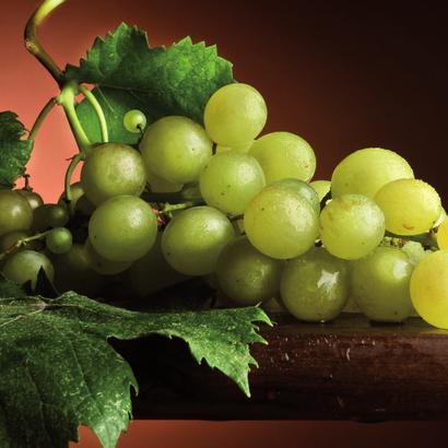 it is therefore a particularly interesting treatment for stabilizing oxidation of white wines that have a weak structure.