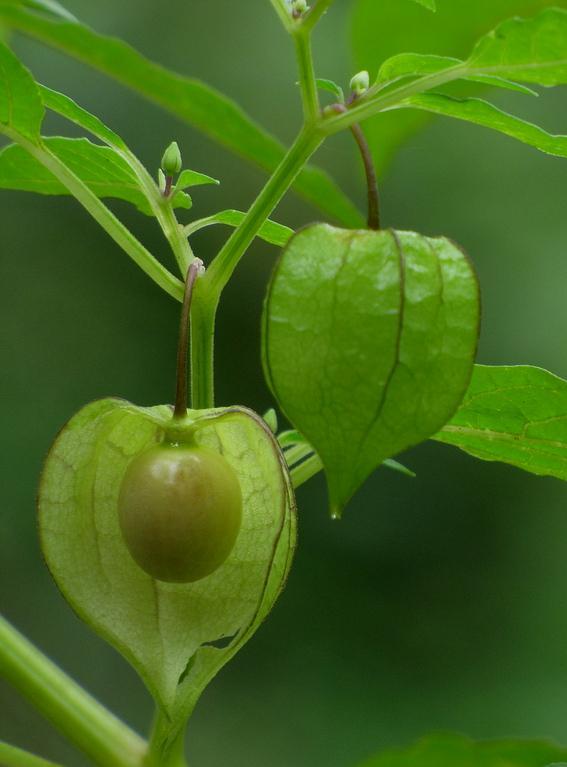 Physalis peruviana Zyzyphus oenoplia Spondius cythera Diversification of underutilized fruit crops Telangana is being rich in plant diversity, has a very large number of non-traditional or