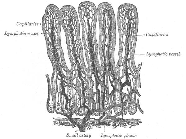 Villi of small intestine, showing blood vessels