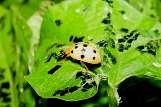 Biological Control of the Mexican Bean Beetle